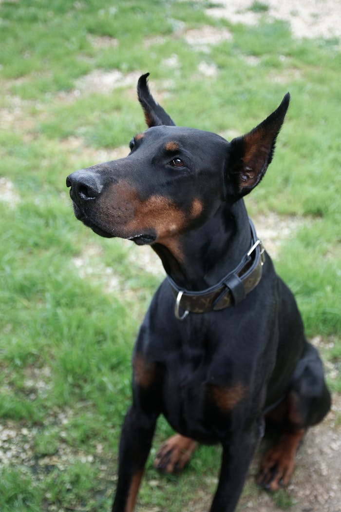 A Doberman Pinscher sits alertly on the grass, showcasing its sleek black and tan coat.