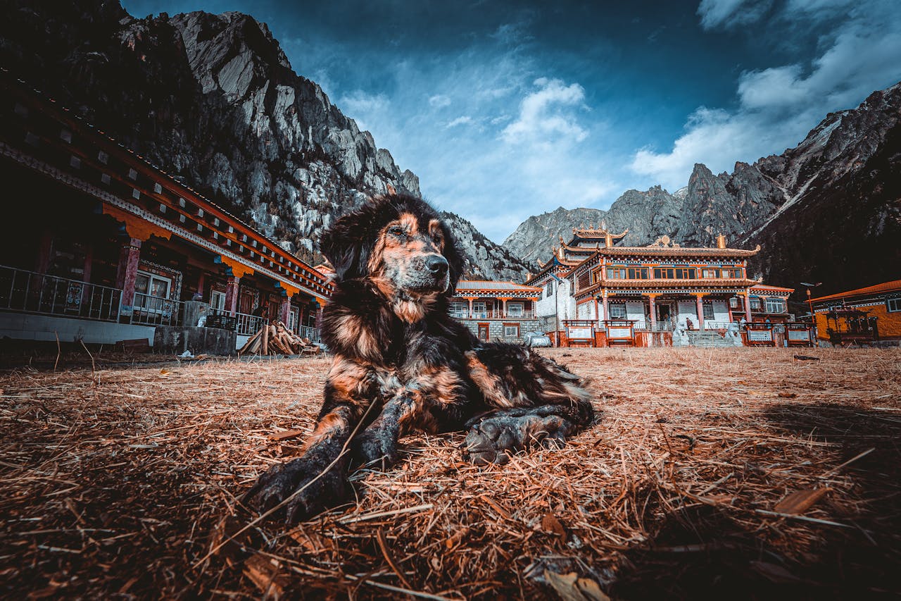 A Tibetan Mastiff lying on the ground in front of a traditional Buddhist monastery with mountains in the background.