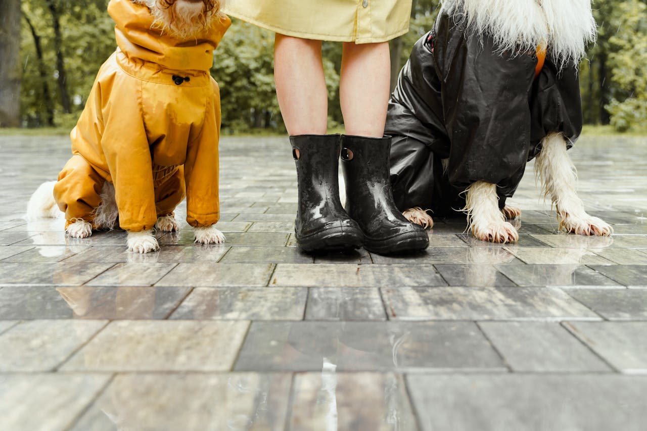 Two dogs and a person stand on wet pavement, with dogs in raincoats and person in boots.