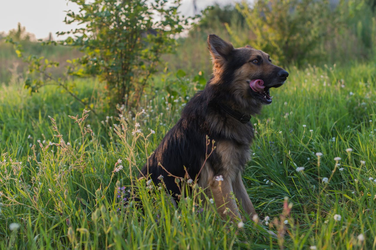 A German Shepherd sits in tall grass, with its tongue out, under the soft outdoor light.