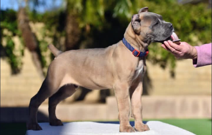 Fawn Cane Corso puppy with cropped ears lying on pink blanket