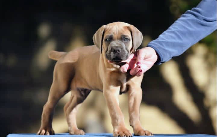 Tan Cane Corso puppy with cropped ears being held for evaluation