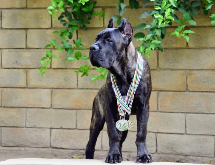 Wayne, black brindle Cane Corso male in show stance, available for protection placement