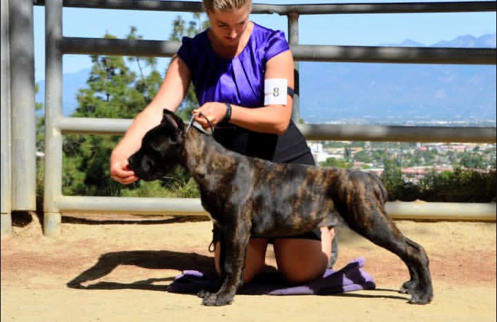 Brindle Cane Corso male in show stance, confident posture, available for protection placement