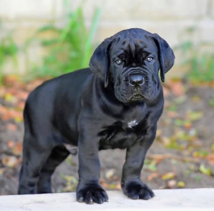 Vucchi, black Cane Corso male puppy sitting calmly on green turf, available for protection placement