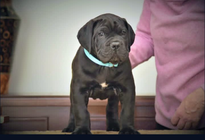 Male Cane Corso puppy Sonja sitting on wood with handler behind him