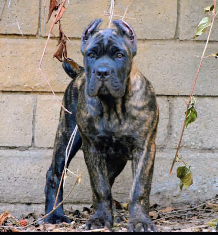 Female Cane Corso puppy Stevie Ray sitting outdoors with cropped ears and brindle coat