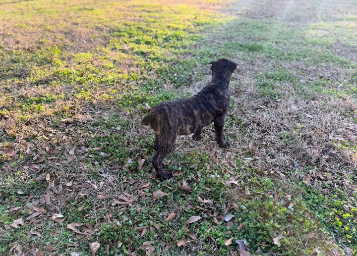 Brindle male Cane Corso puppy standing on grass at 8–9 weeks old